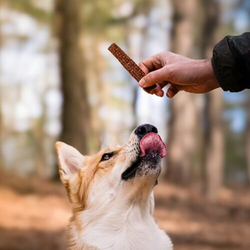 éducation du chien