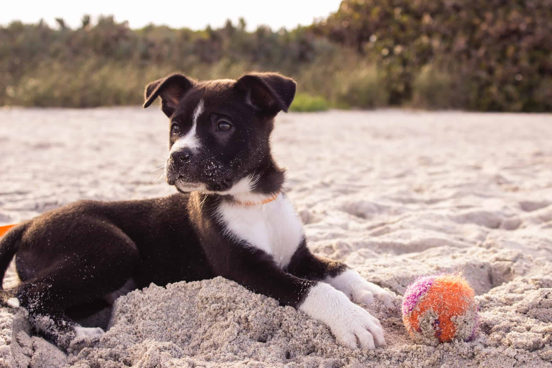 La socialisation du chiot : nos 5 conseils
