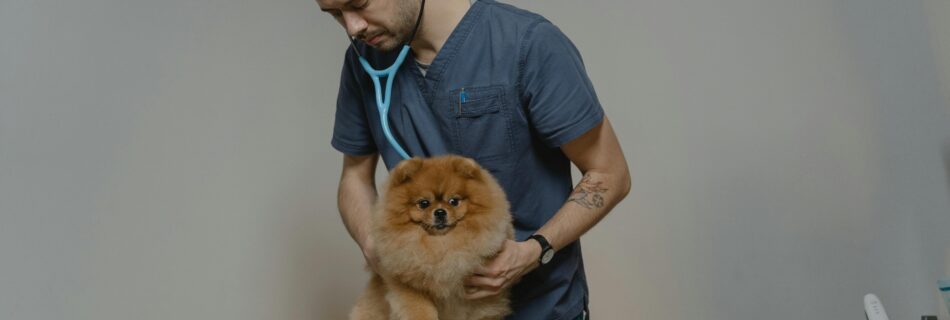 Vétérinaire examine chien petit annuel santé visite clinique