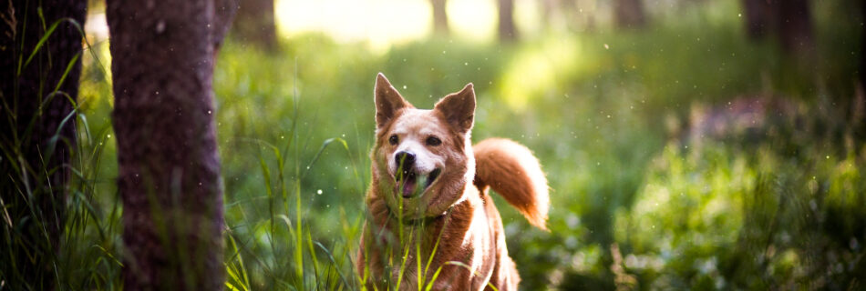 Chien heureux court for\u00eat promenade quotidienne bien-\u00eatre canin