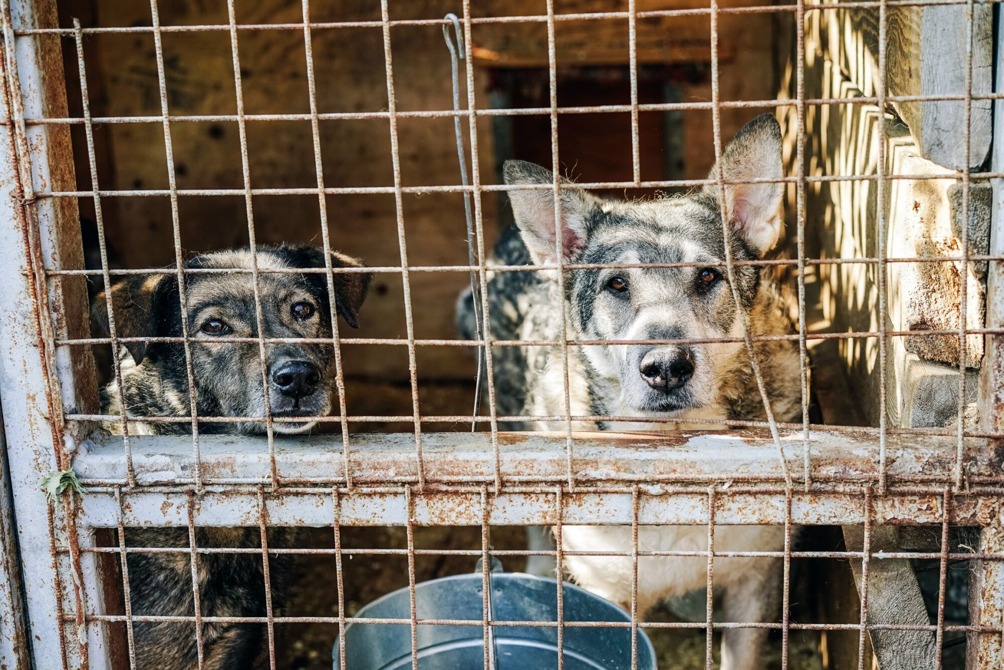 Deux chiens attendant dans un refuge, illustrant l'importance de l'adoption responsable.