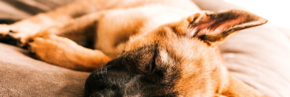 Chiot type Berger dormant dans son panier, illustrant un accueil réussi après avoir préparé son arrivée.