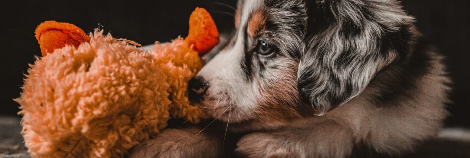 Chiot bleu merle avec jouet, attendant son prénom de chien en T pour 2022.