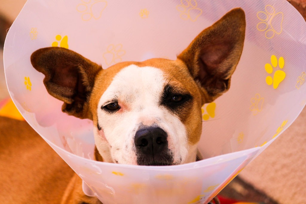 Chien marron et blanc aux grandes oreilles portant une collerette rose à motifs de pattes après une opération