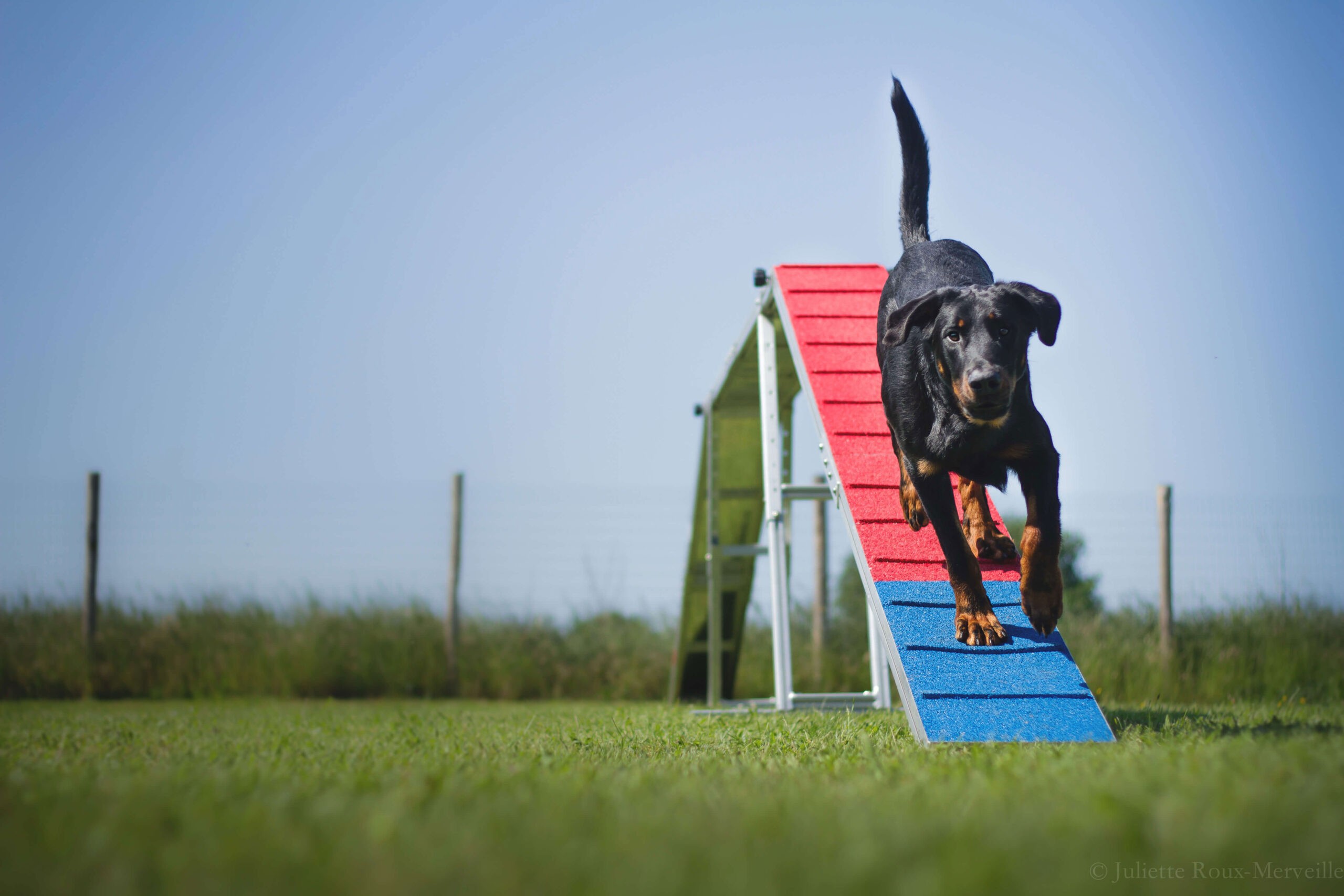 Passerelle d’un parcours d’agility