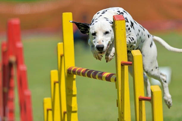 agility chien saut obstacle dalmatien