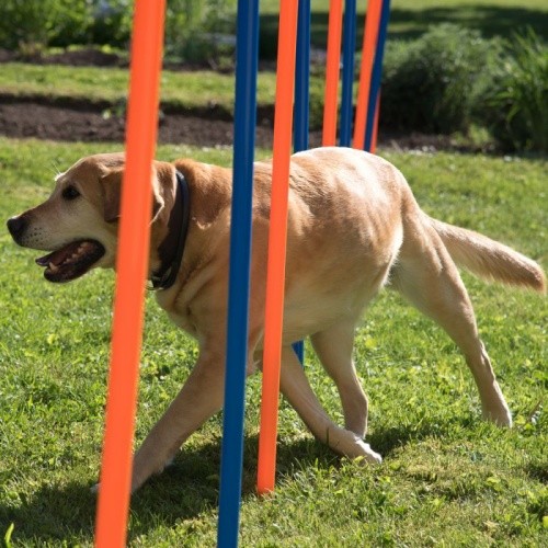 chien agility slalom