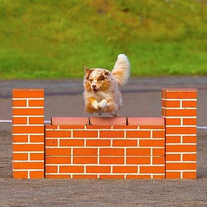 agility chien mur obstacle berger australien