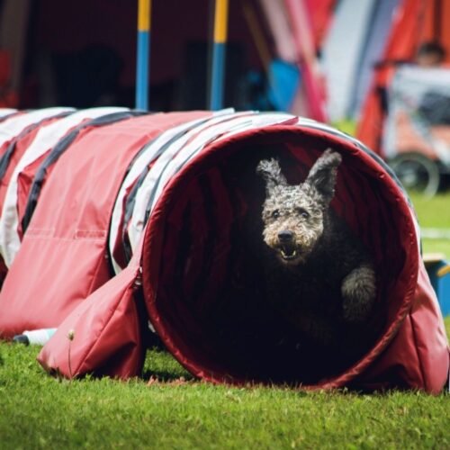 Tunnel d’un parcours d’agility