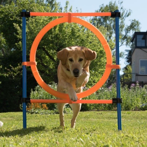 chien agility saut cerceau