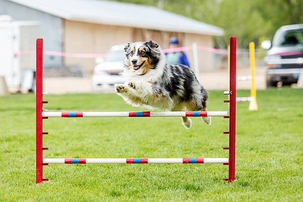 chien agility sport canin berger australien obstacle