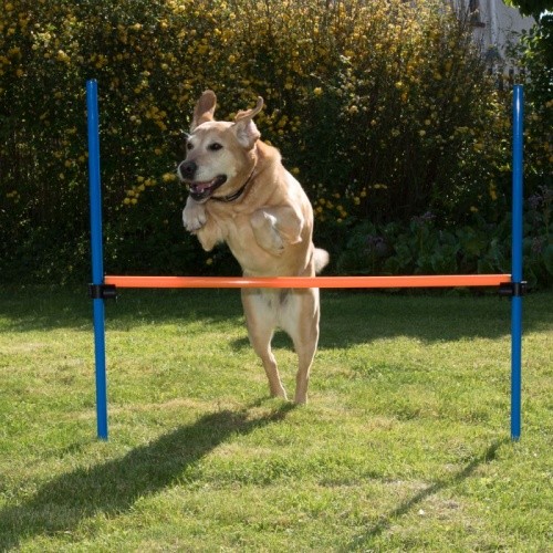 agility chien saut haie