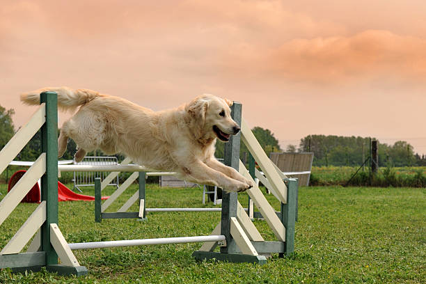 agility chien obstacle golden retriever