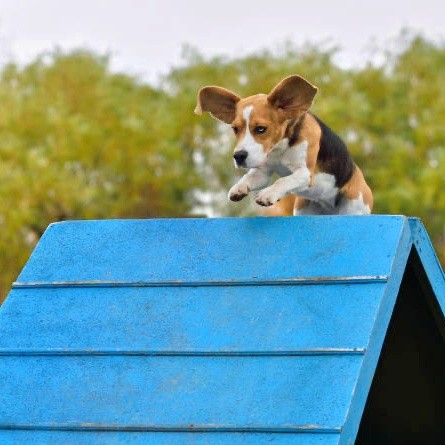 agility chien palissade beagle