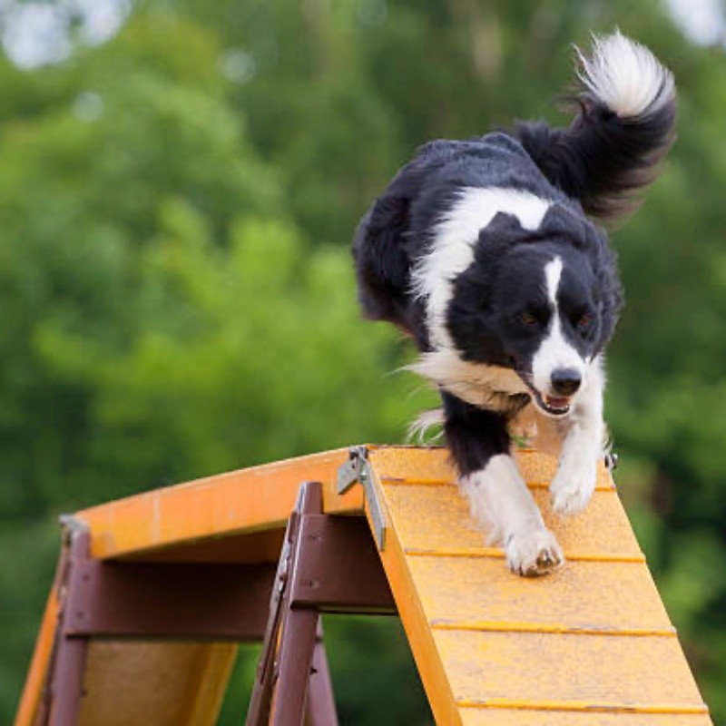 agility chien rampe border collie