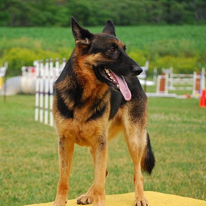 agility chien table berger malinois