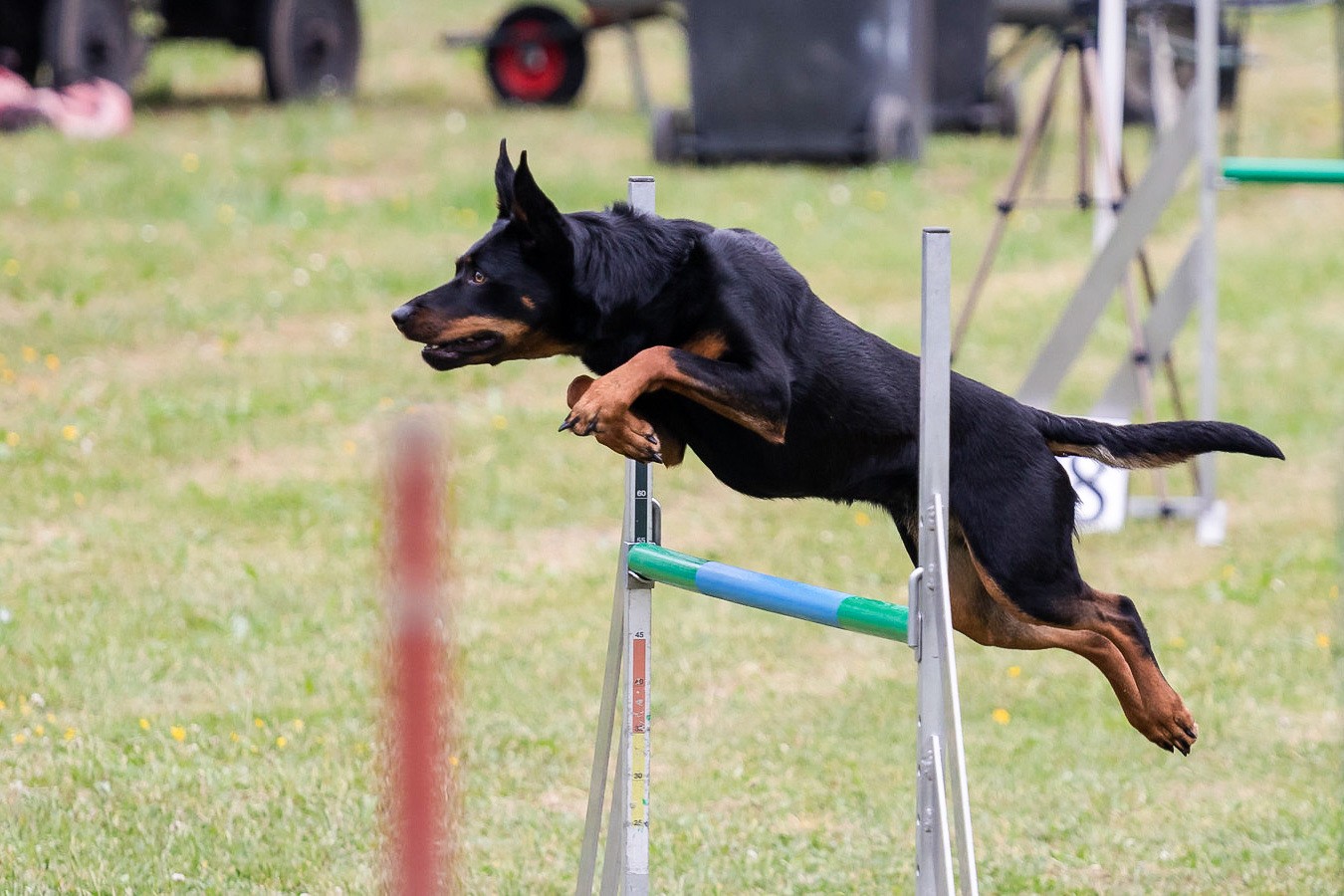 chien obstacle agility sport canin
