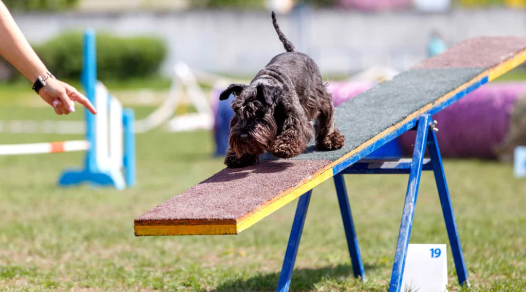 Balançoire (bascule) d’un parcours d’agility
