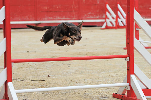 agility chien saut obstacle