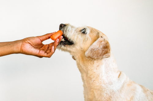 chien astuces alimentaires soigner soulager troubles digestifs contispation