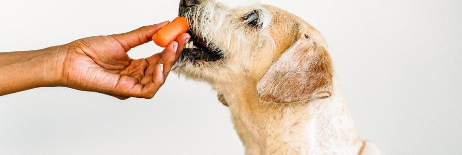 chien astuces alimentaires soigner soulager troubles digestifs contispation