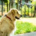 Astuces alimentaires pour soulager l’arthrose et les démangeaisons du chien