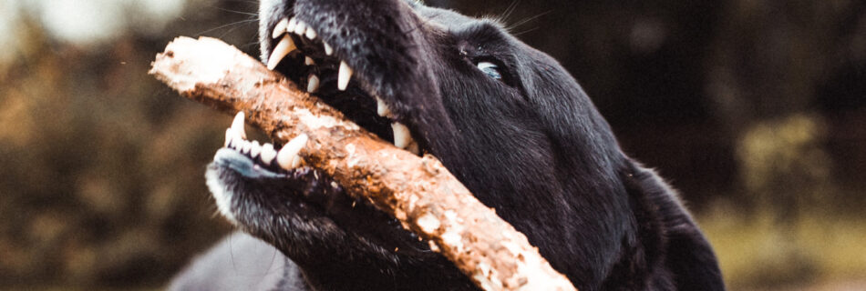 Chien noir montrant les dents en protégeant un bâton, illustrant la protection de ressources chez le chien.