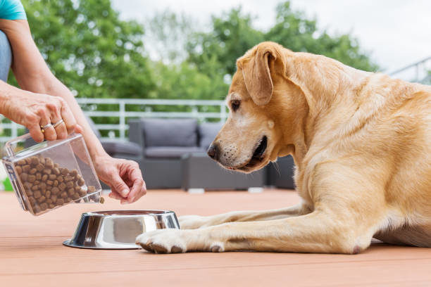 woman gives her labrador retriever dog food in a feading bowl