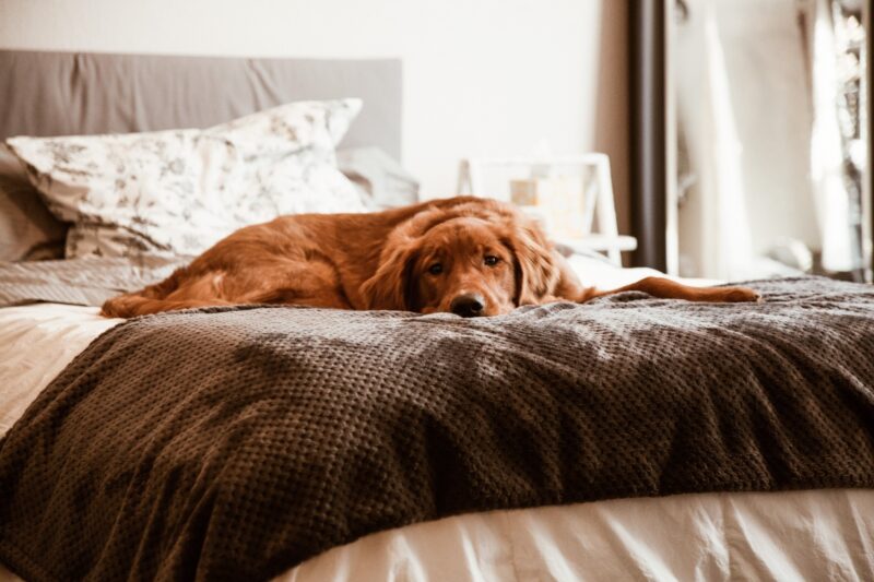 Golden Retriever calme couché sur un lit, illustrant comment occuper son chien pendant son absence