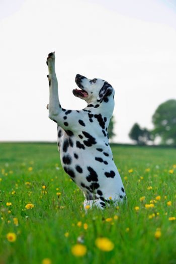 chien dalmatien fait le beau