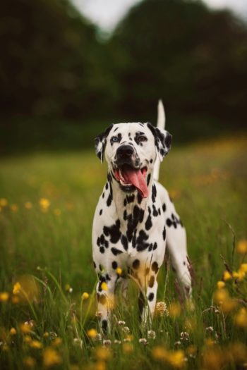 dalmatien chien