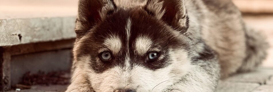 Adorable chiot Husky cherchant son prénom de chien commençant par T (année 2022).