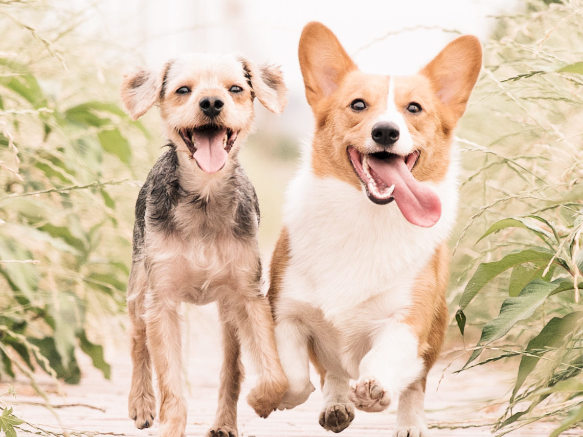 Les différents caractères canins - Compatibilité entre chiens