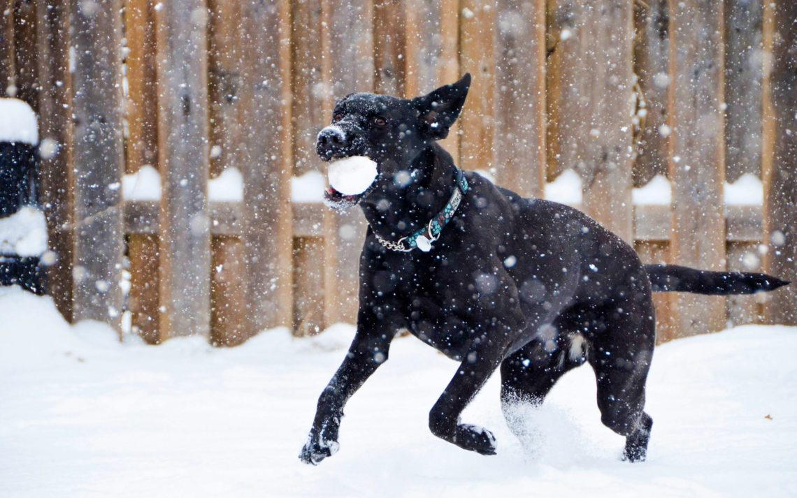 Les Dangers Du Froid Chez Le Chien Faits Canins A Savoir