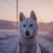 5 choses à savoir sur l'odorat du chien