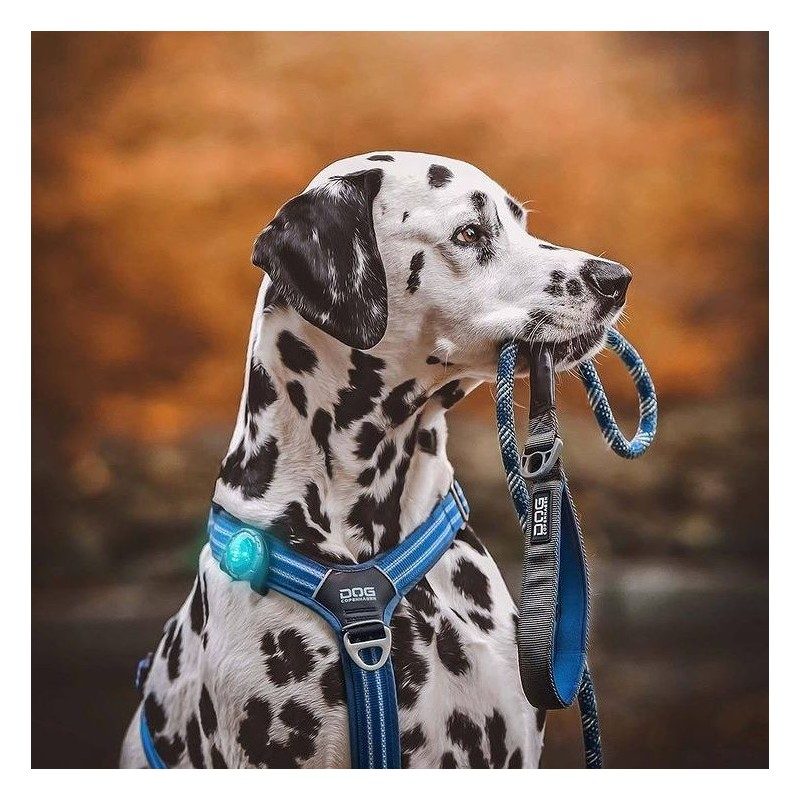 lampe-orbiloc-lampe-pour-chiens2