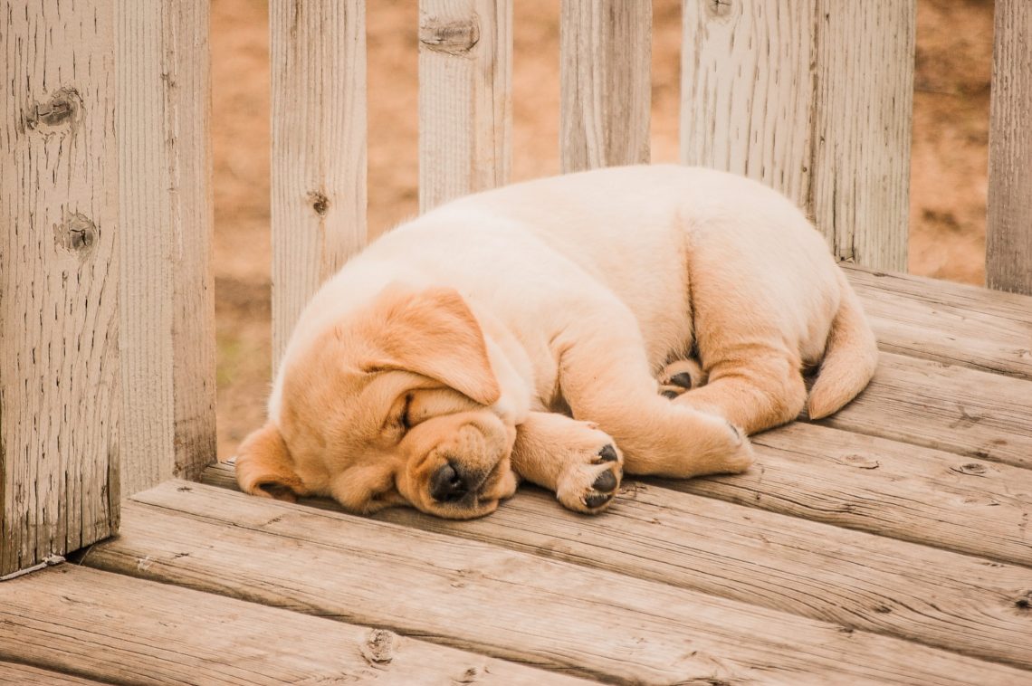 chien sommeil chiot golden dort