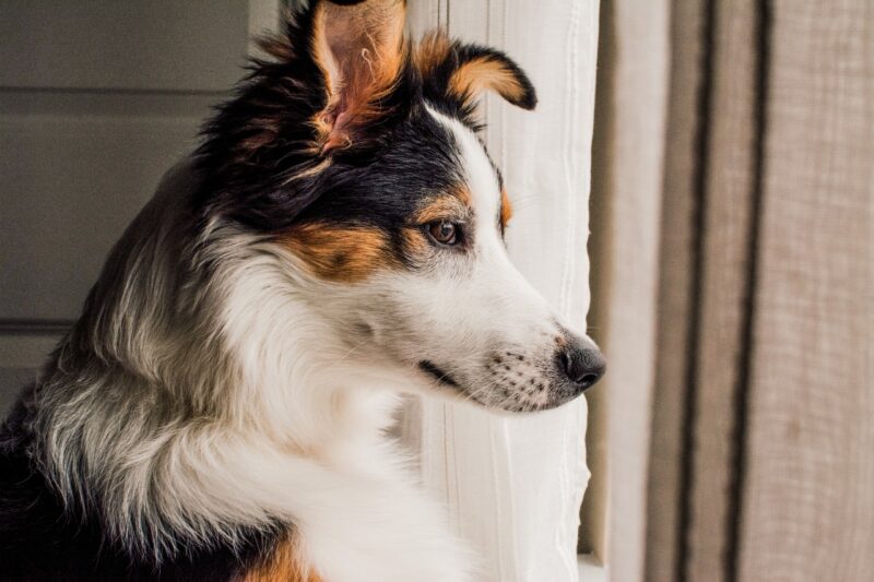 Chien tricolore assis près d'une fenêtre qui regarde dehors