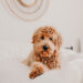 6 idées d’activités d’intérieur pour stimuler son chien à la maison