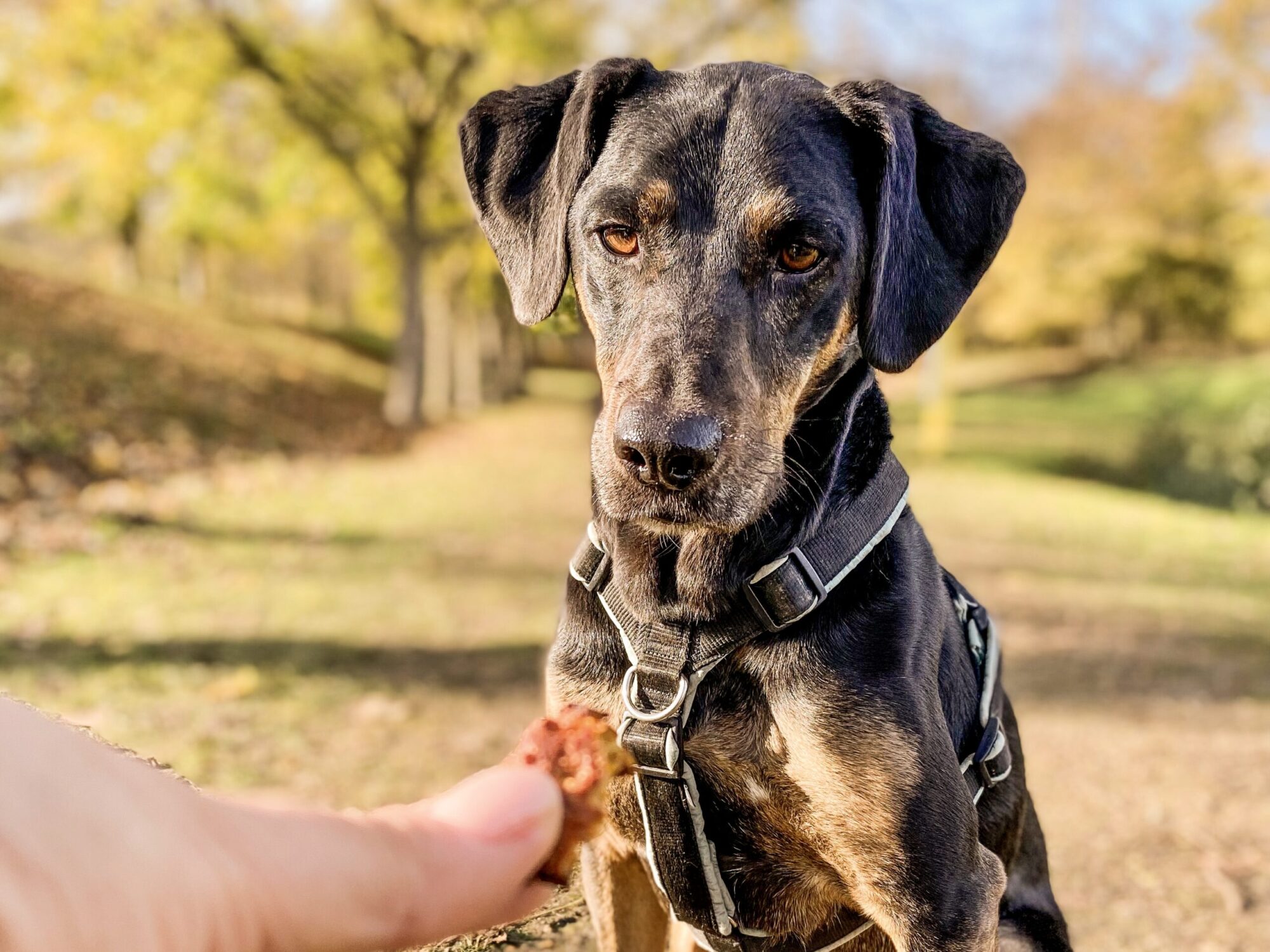 Chien noir et feu acceptant une friandise maison, illustrant une recette naturelle et saine.