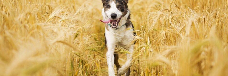 Chien courant dans les herbes hautes, illustrant le danger des épillets et l'importance des précautions.