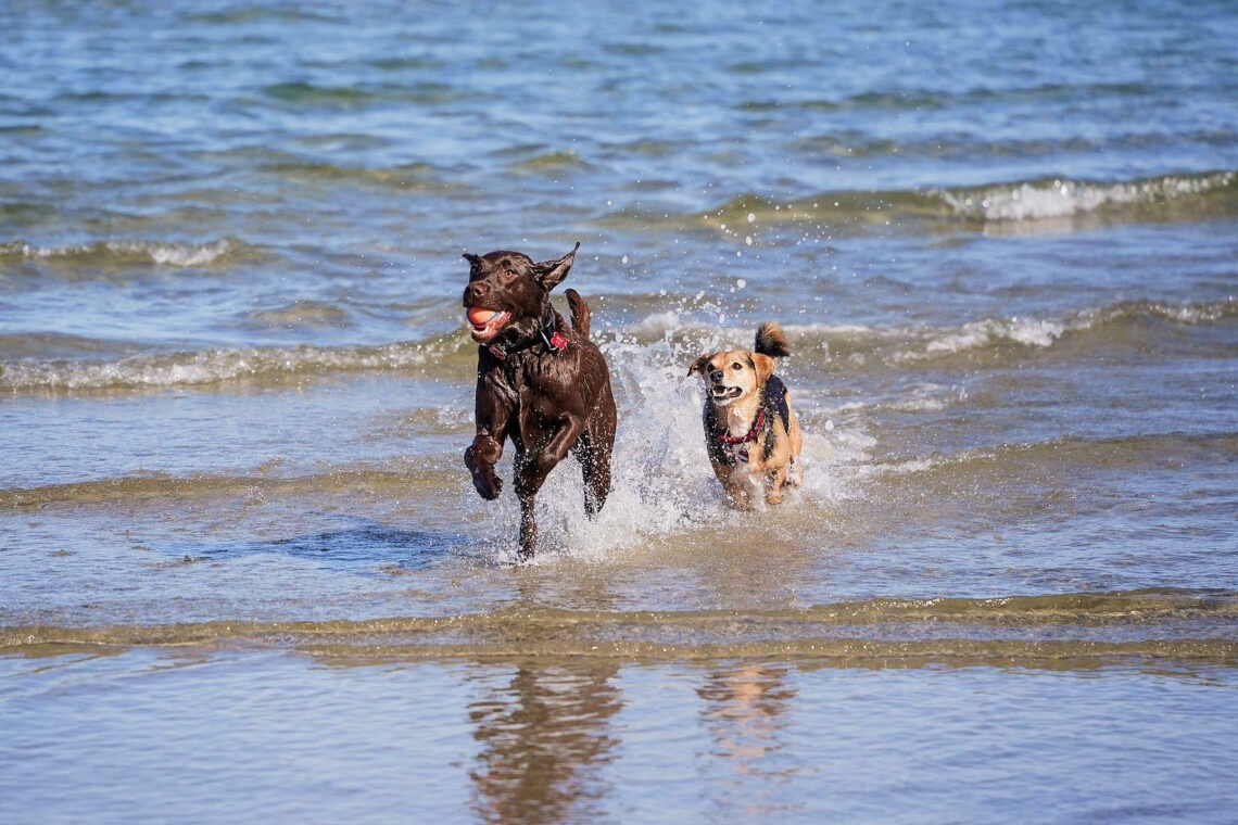 jeu entre chiens