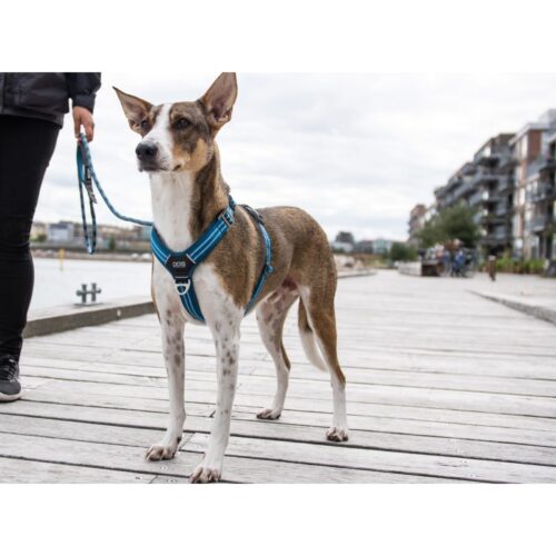 Chien équipé du harnais Walk Air Dog Copenhagen, tenu en laisse lors d'une promenade en ville