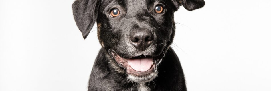 Adorable chiot noir (type Lab mix) cherchant son prénom de chien en V pour 2024.