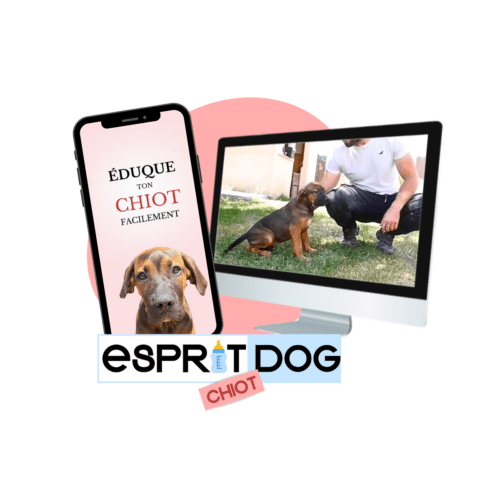 Formation en ligne Esprit Dog Chiot : un téléphone et un écran montrant un chiot et son éducateur