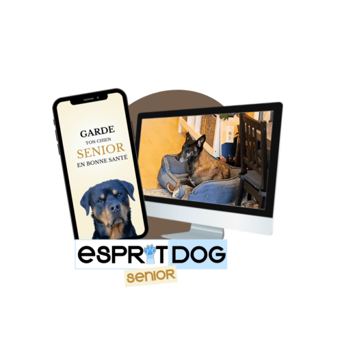 Formation en ligne Esprit Dog Senior : un téléphone montrant un chien âgé et un écran