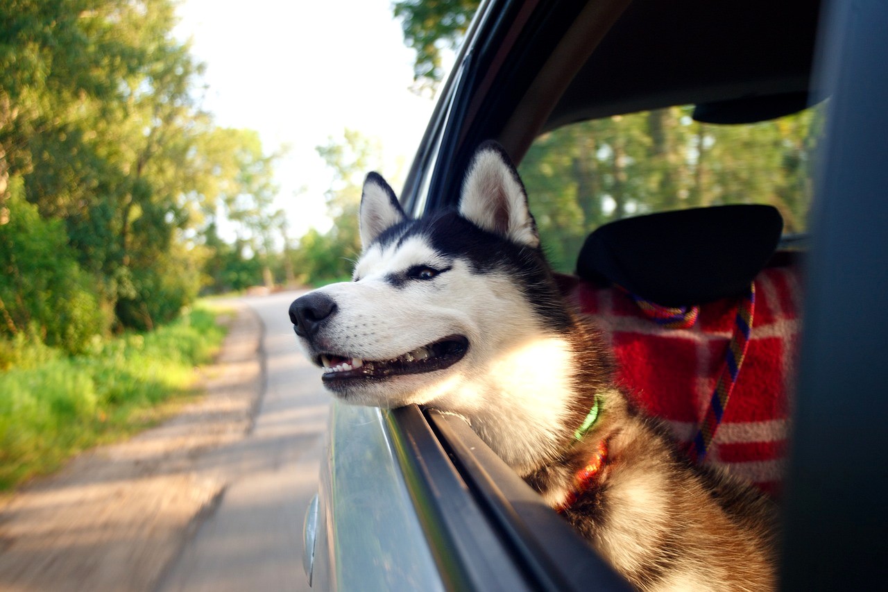 Husky Sibérien profitant du voyage avec son chien, la tête par la fenêtre de la voiture.