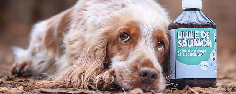 Cocker allongé à côté d’un flacon d’huile de saumon pour chien