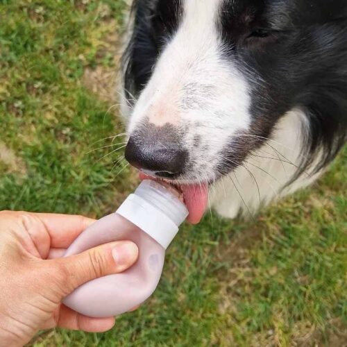 Chien qui lèche le contenu d'un tube de récompense rechargeable tenu par une main, dans l'herbe