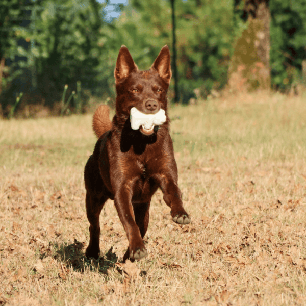 Ours phosphorescent